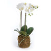 phalaenopsis orchid drop-in plant